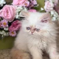 واگذاری گربه