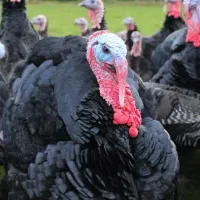 بوقلمون ۱۱۵۰