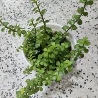 طلای سرسبز|جواهرات|خرمآباد, |دیوار