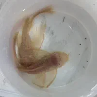 ماهی کت پوز بوته ای