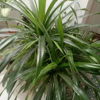 گل پاندانوس