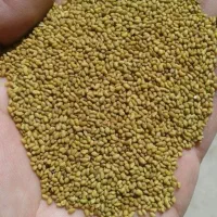 ممتاز بذر مهندس موسوی.و بذر گندم