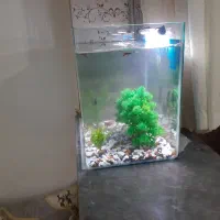 اکفاریم ماهی ها با 20عدد ماهی کپی. مولی .زبره|ماهی|ارومیه, |دیوار