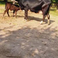ماده گاو مونت بیلیارد شیری با گوساله مونت بیلیارد