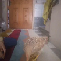 جوجه|حیوانات مزرعه|قم, نیروگاه|دیوار