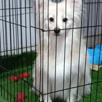 سگ پامرروباهی