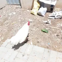 خروس نژاددار