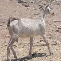 گیسه شیری اوستن دوقلو زا|حیوانات مزرعه|کرمان, |دیوار