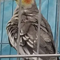 تخم گذار و|پرنده|یزد, |دیوار