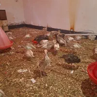 جوجه بوقلمون