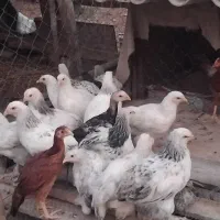 جوجه برهما