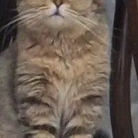 اسکاتیش تبی گلد ماده فحل