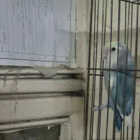 طوطی برزیلی