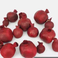 بلوط.کاج.انار زینتی. مینیاتوری|گل و گیاه طبیعی|ری, بازار گل خاوران|دیوار