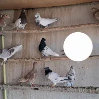 کبوتر رنگی سرور دمبی کفتر هوایی نر|پرنده|اصفهان, قائمیه|دیوار