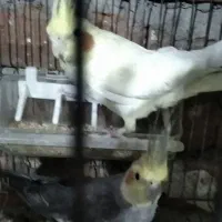 عروس هلندی مولد زعفرانی|پرنده|بناب, |دیوار