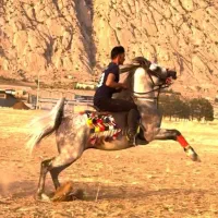 اسب نریان کرد