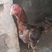 سه عدد مرغ لاری اصیل|حیوانات مزرعه|دینور, |دیوار