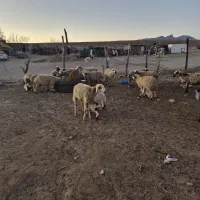 فروش ۲۰ راس میش