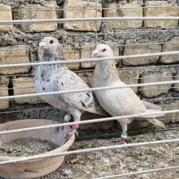 کبوتر دورگ و رنگی|پرنده|مبارکه, |دیوار