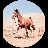 اسب دره شور|اسب و تجهیزات اسب‌سواری|شهرکرد, |دیوار