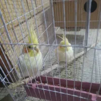 عروس هلندی گمشده در سعدی