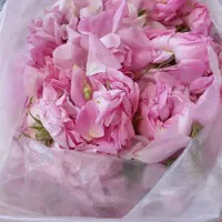 گل محمدی تازه و خوش عطر