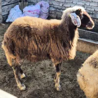 یک عدد توقلی