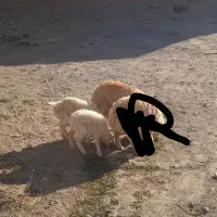 فروش سه عدد بره ماده|حیوانات مزرعه|قائن, |دیوار