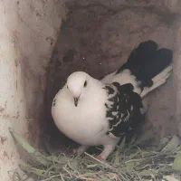 کبوتر گمشده|پرنده|لردگان, |دیوار