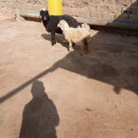 میش با بره