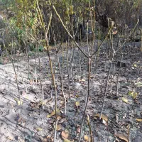 نهال گردوی محلی درجه یک