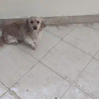 سگ پاپی شیتزو اشپیتز|سگ|اصفهان, باغ فدک|دیوار