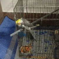مرغ عروس