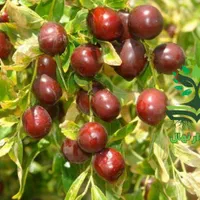 نهال گلدانی عناب بیرجندی ( سبزوار نهال)|گل و گیاه طبیعی|سبزوار, کهنه آب|دیوار
