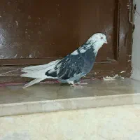 کفتر سرور|پرنده|قم, شهر قائم|دیوار