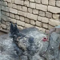 فروش مرغ تخم گذار درجه یک و جوان|حیوانات مزرعه|کویرات, |دیوار