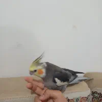 عروس هلندی|پرنده|ساوه, |دیوار