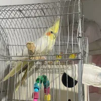 یک جفت عروس هلندی نر ماده|پرنده|زهک, |دیوار