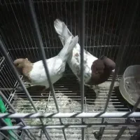 کفتر  کله  نر ماده