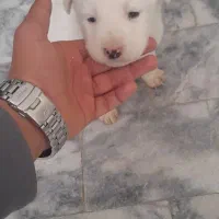 سگ شیتزو ماده ۲ ماهه