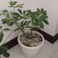 دیفن باخیا|حراج|خمینی‌شهر, |دیوار