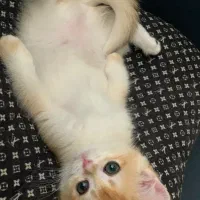 بریتیش گلد|گربه|شهر ری, دیلمان|دیوار