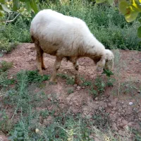 میش داشتی