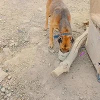 سگ سرابی اصل ۵تومان