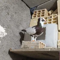 پیسه نر جوان|پرنده|شوشتر, |دیوار