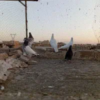 کفتر گرفتنی|پرنده|قم, علی آباد سعدگان|دیوار