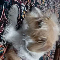 سک خونکی|سگ|چهاردانگه (تهران), |دیوار
