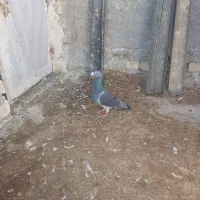 کفتر کوهی پلاکی