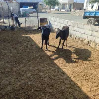 گوسال ماده